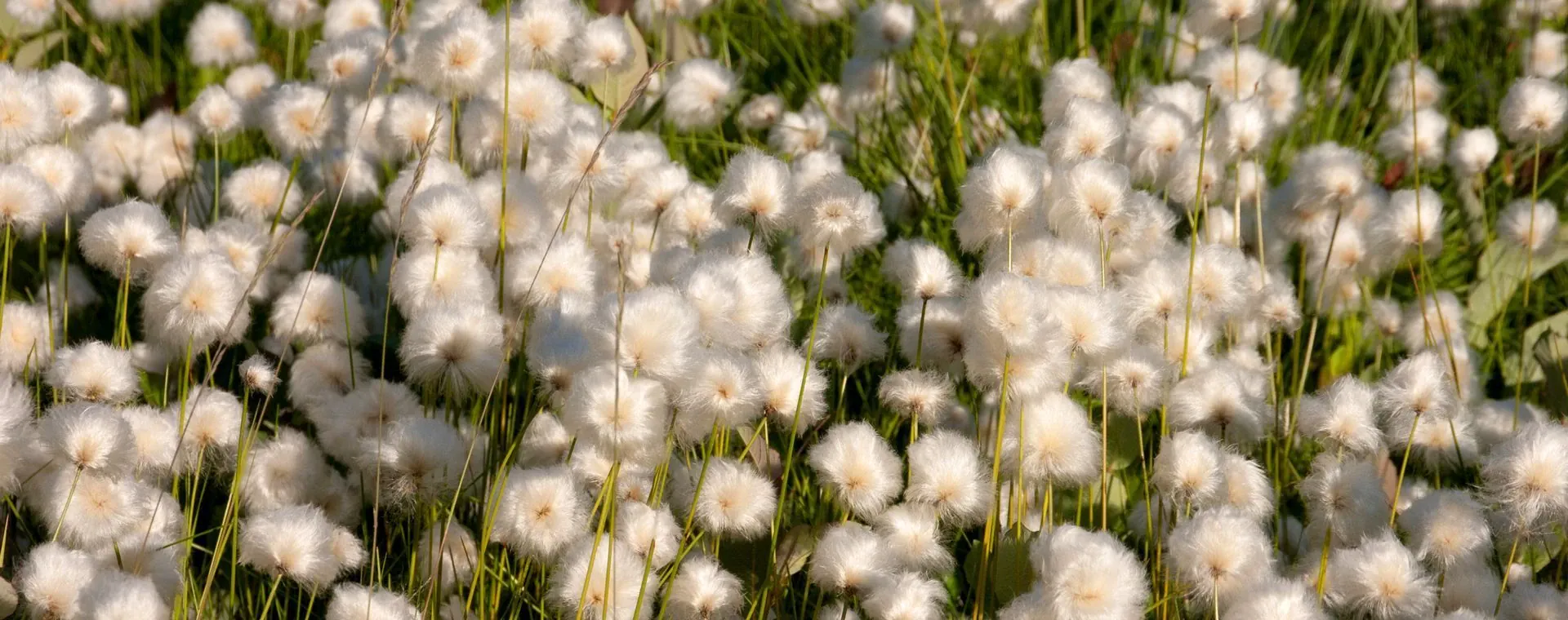 Randonnée aux îles Lofoten - Norvège - hiking-in-the-lofoten-islands-norway-4