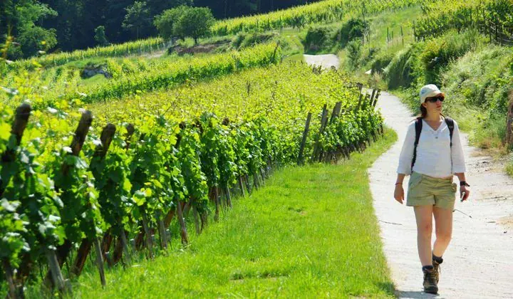 Randonnée dans les vignes d'Alsace - France