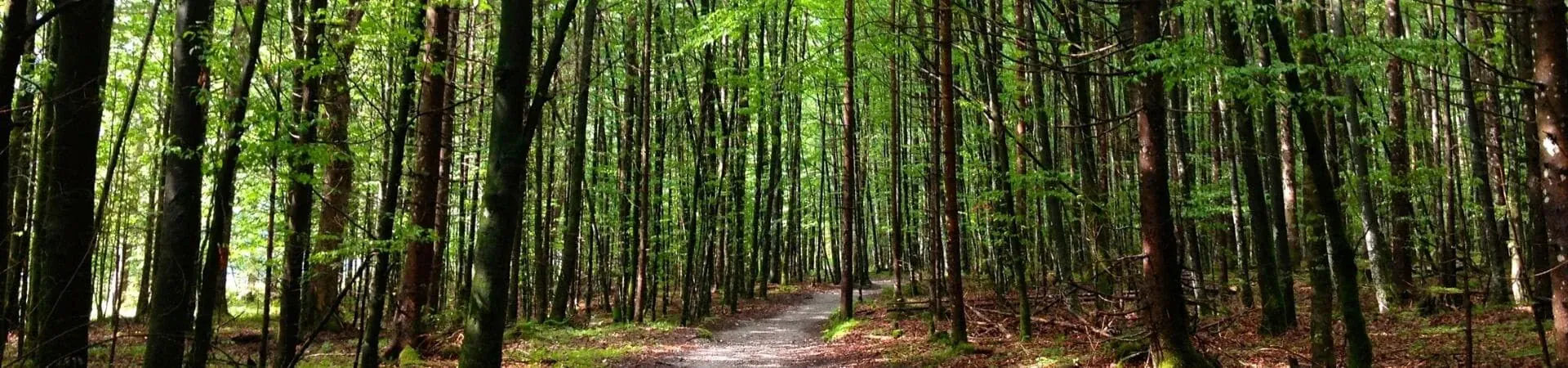 Voyages bas carbone en Europe organisés