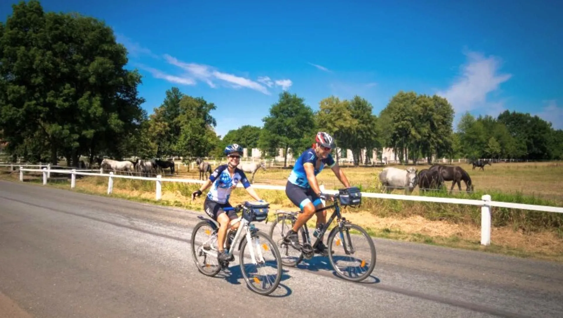 Chevaux A Kladruby - Tchéquie