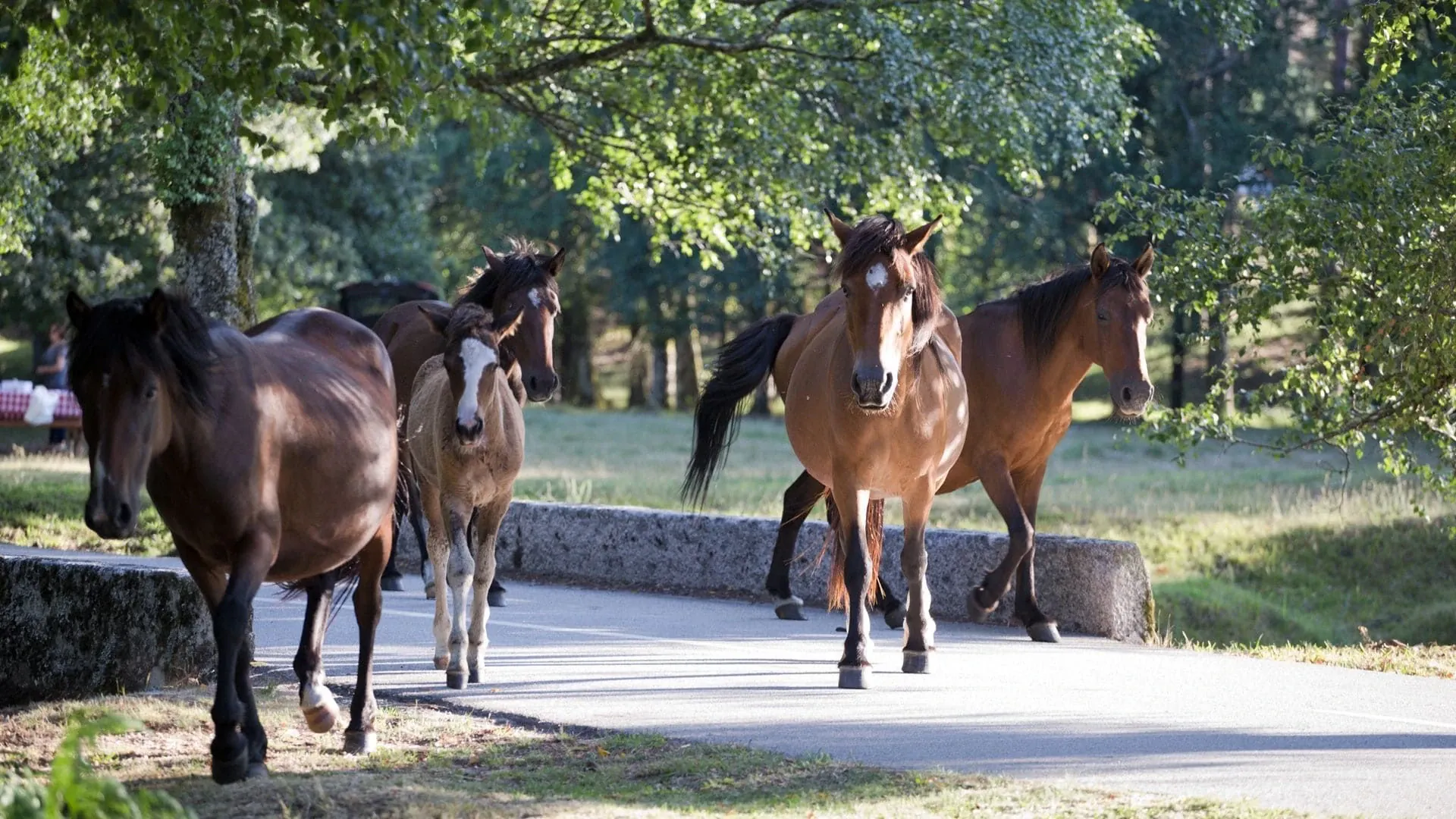 Chevaux Dans La Campagne Entre Castro Laboreiro Et Moncao - Portugal