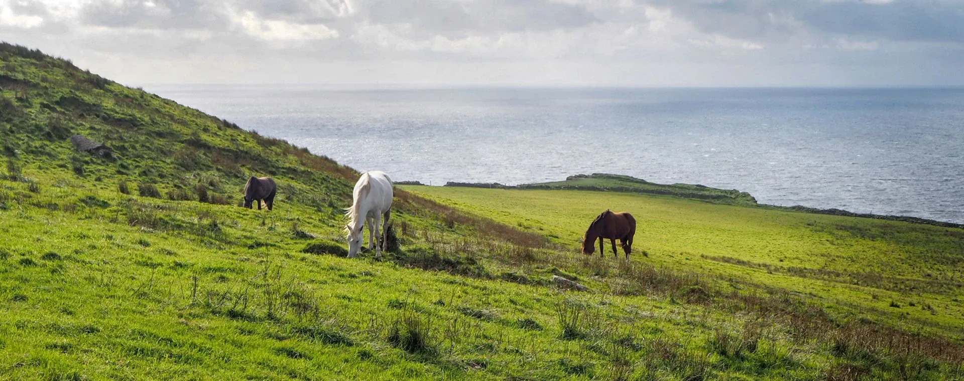 Chevaux Irlande - Irlande
