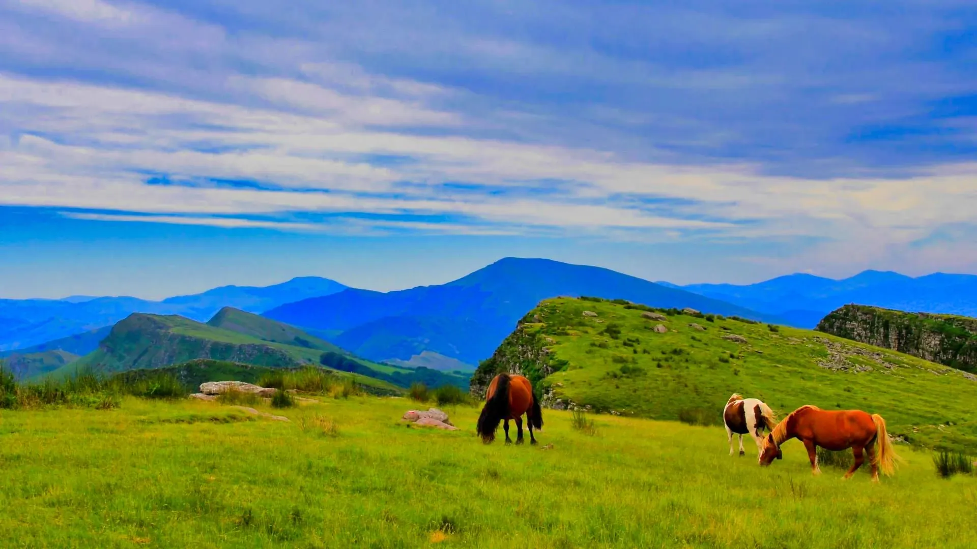 Chevaux Pays Basque Sur Le Gr10 Dhendaye A Saint Jean Pied De Port C Respyrenees - Pyrénées - France