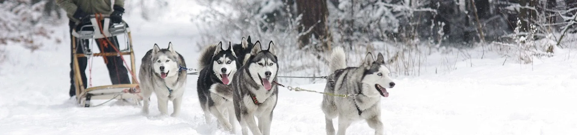 Les plus beaux séjours chien de traîneau en France et en Europe en 2026