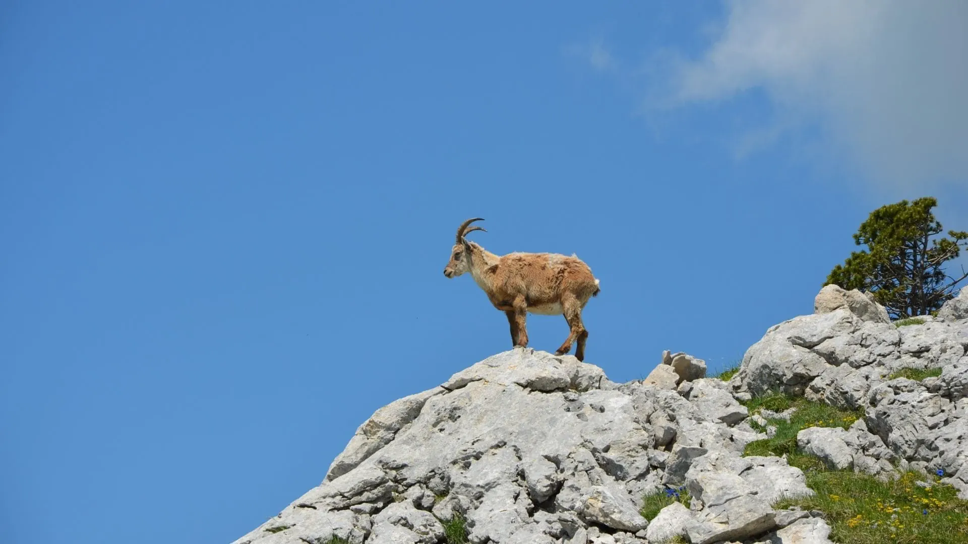 Bouquetin près du Grand Veymont - Vercors - France © Quentin Vanaker