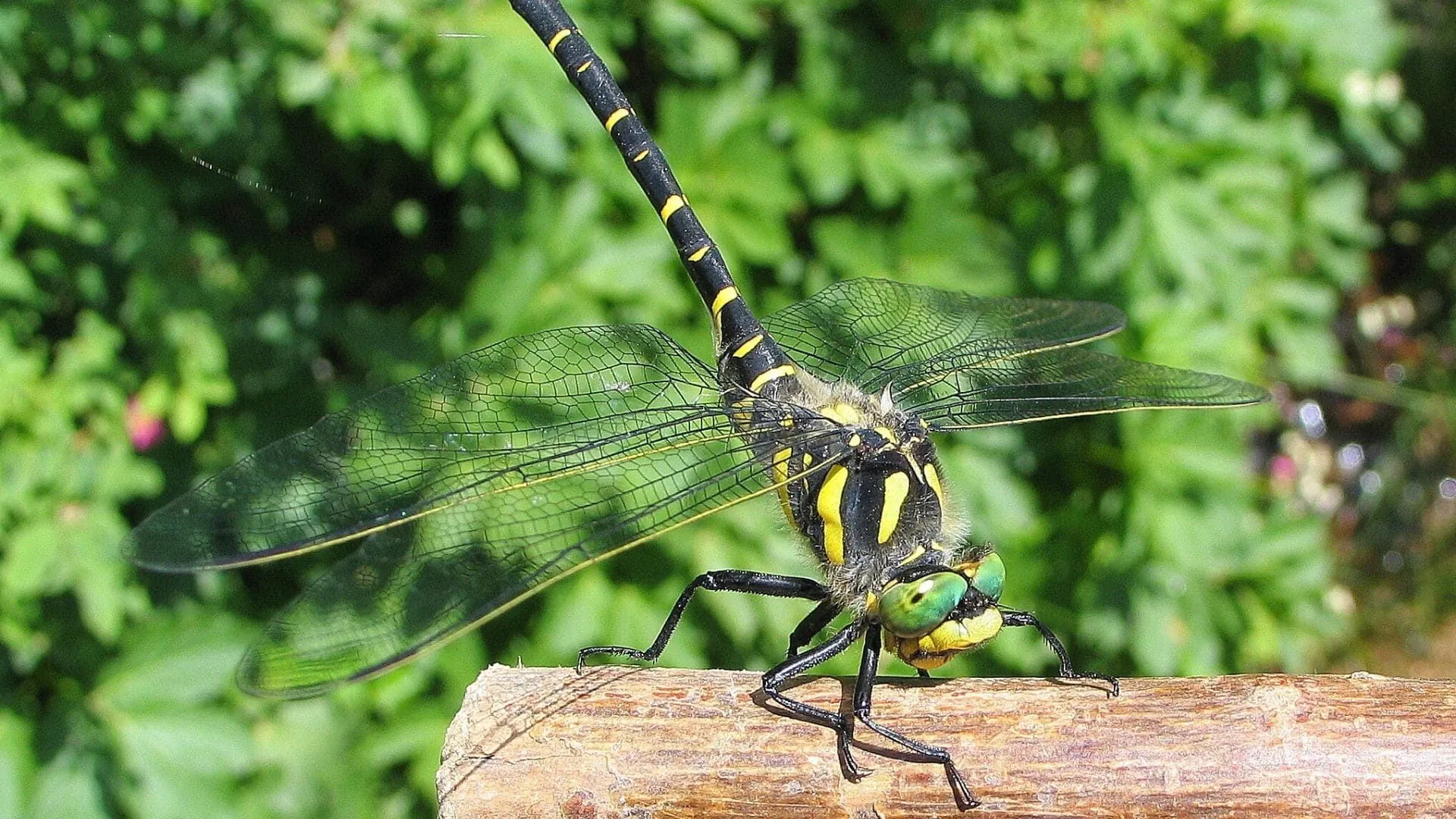 Insectes Cevennes - France - insectes-cevennes-france-2