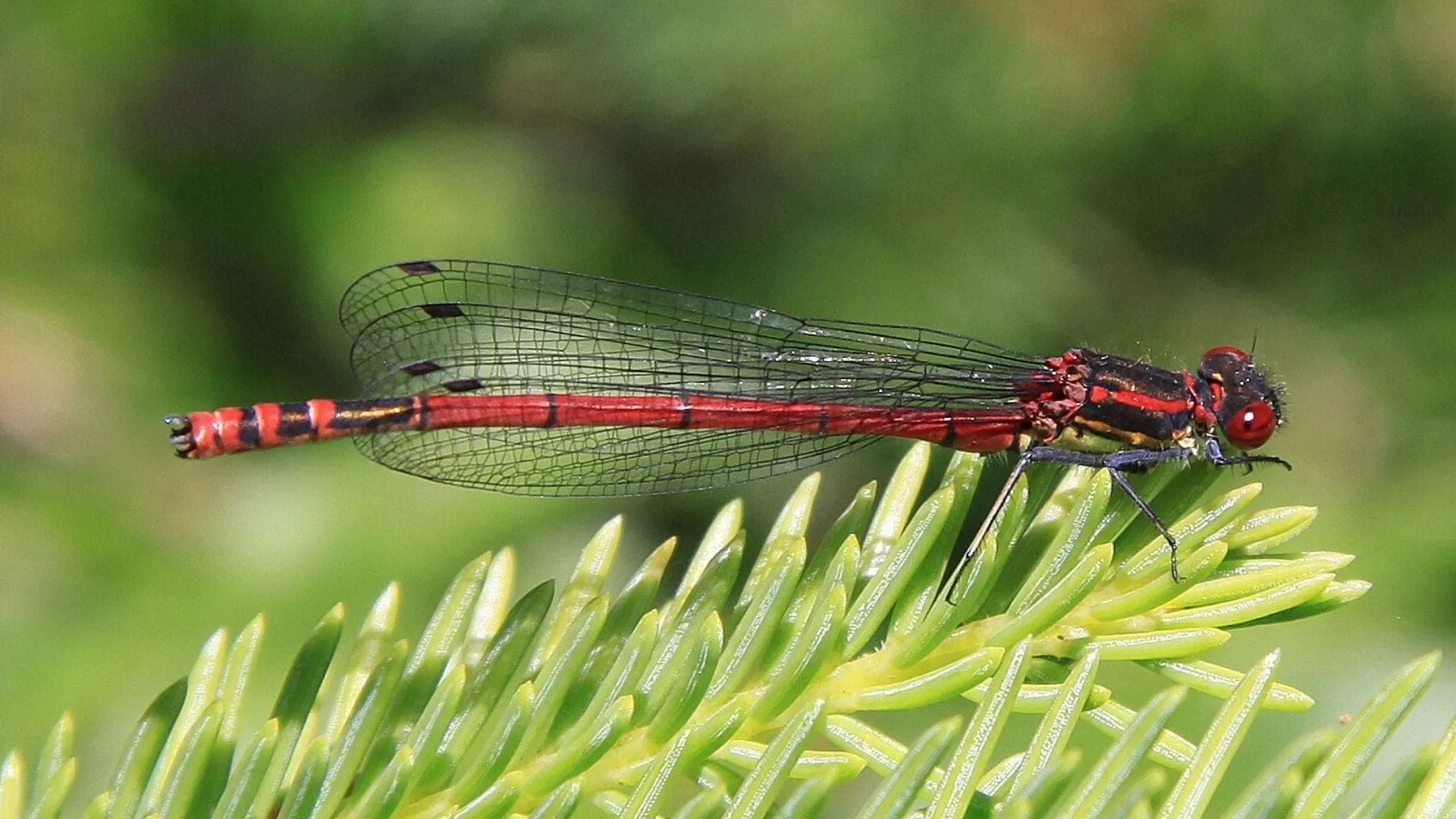 Insectes Cevennes - France
