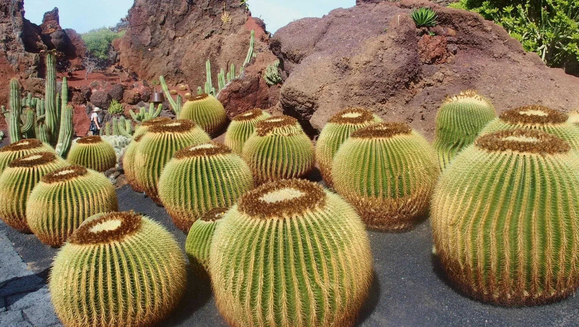 Jardin Des Cactus Et Moulin A Teguise A Lanzarote C Jean Claude - Espagne © Jean Claude
