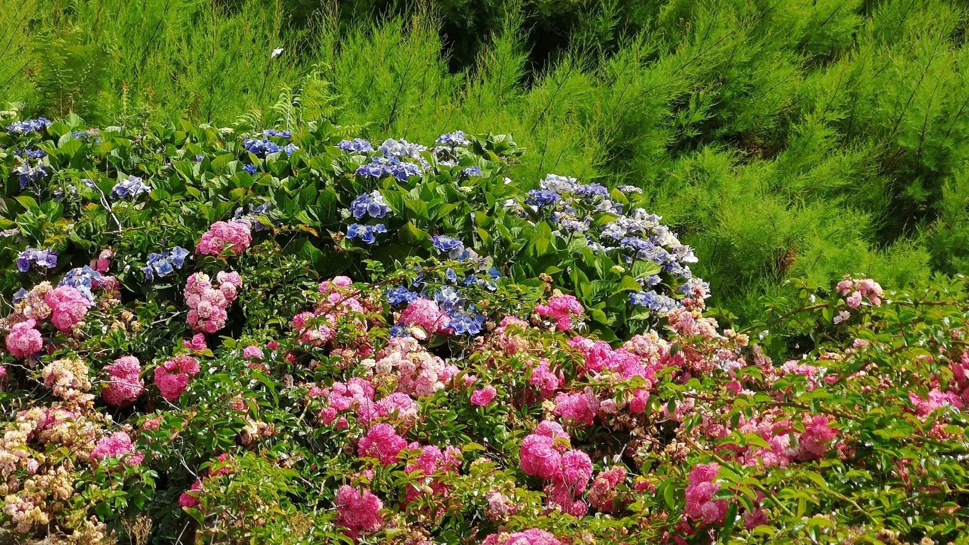 Jean Claude Praire - France - jean-claude-praire-france-8