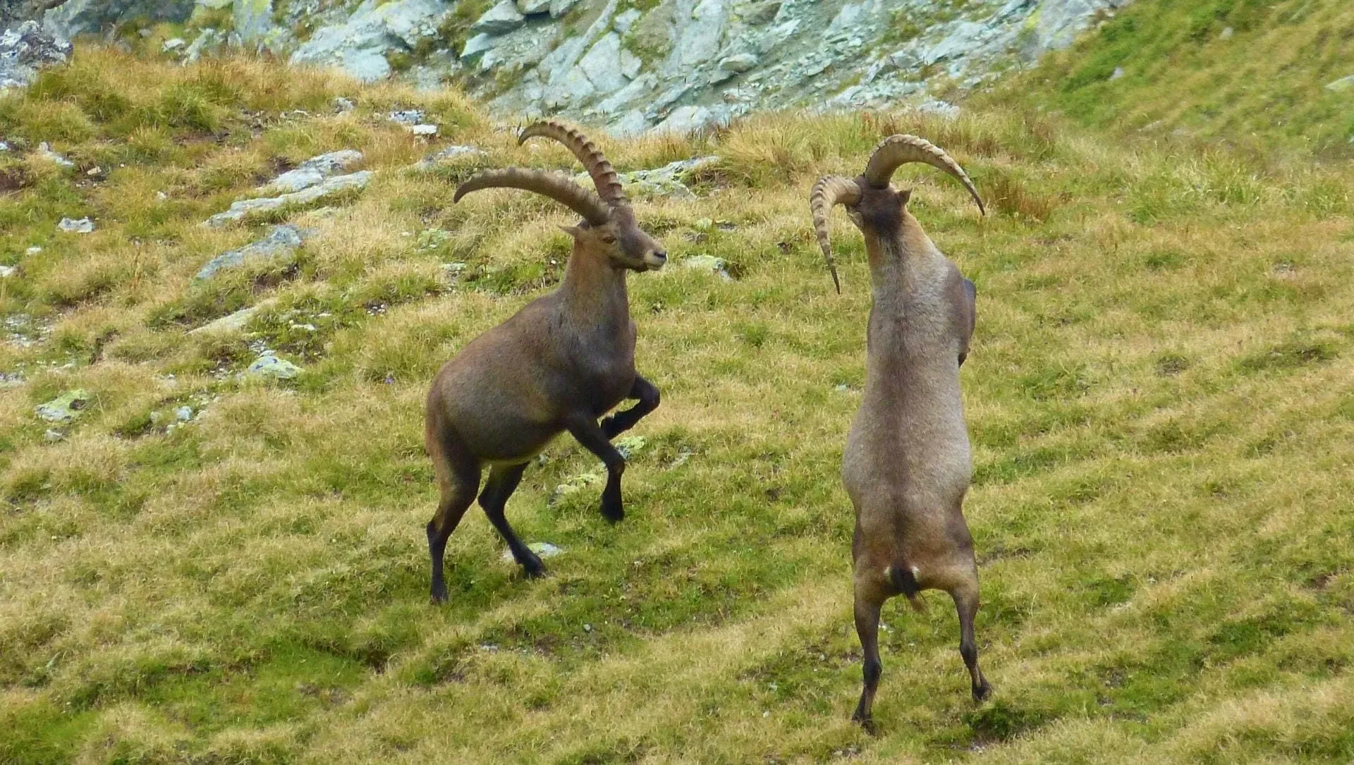 Jeunes Bouquetins Males Se Battant C Helene Le Floch - Italie © Helene Le Floch