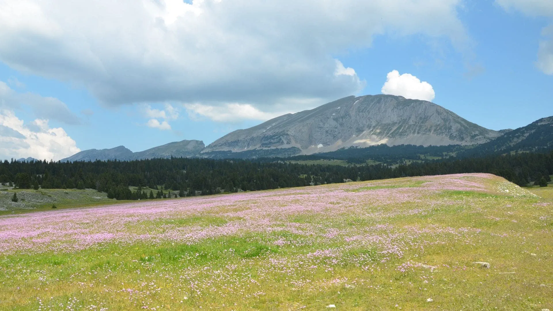 La Flore Des Hauts Plateaux Du Vercors Alpes Du Nord France C Quentin Vanaker - Alpes © Quentin Vanaker