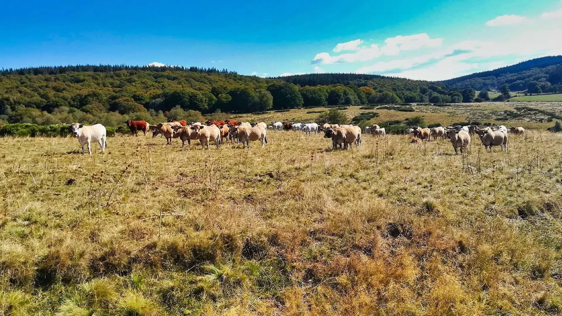 Île de Laber depuis la presqu'île de Crozon - Bretagne - France