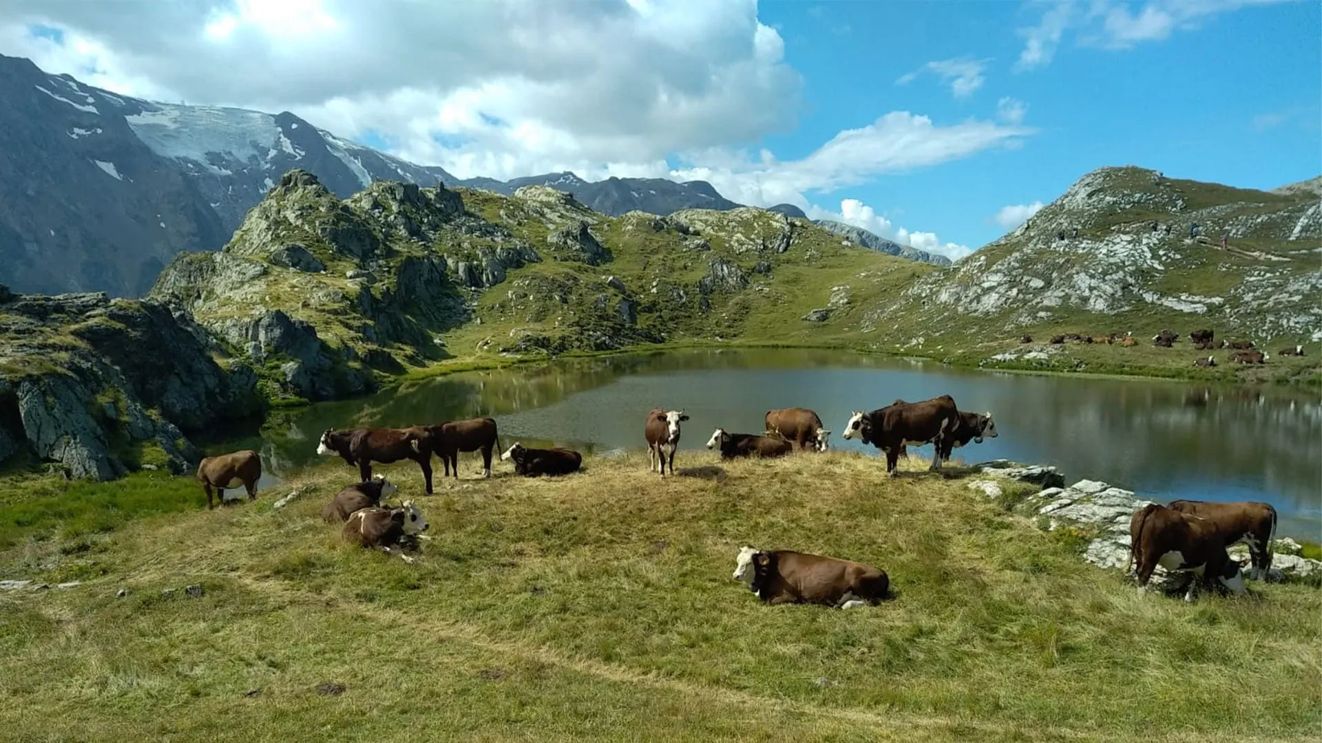 Lac Altitude Et Troupeaux Tour De Loisans C Lionel Laurent - France © Lionel Laurent
