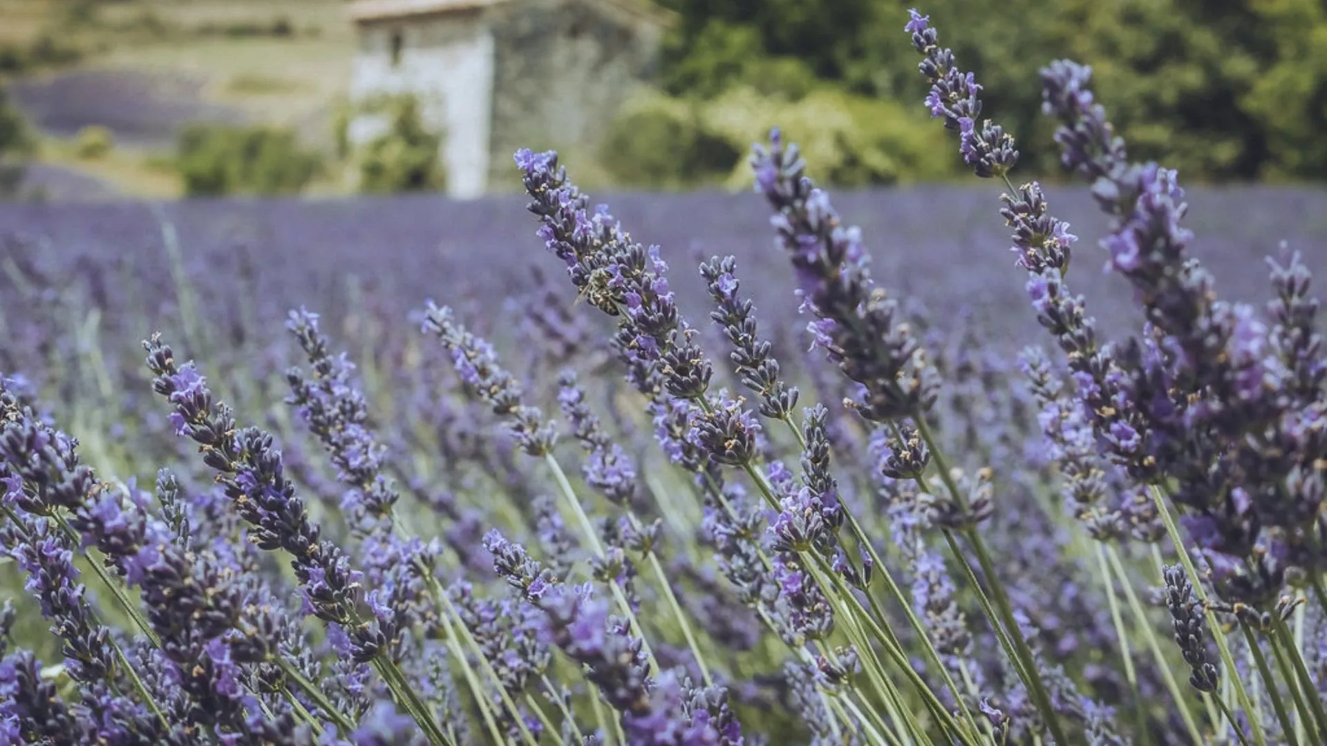 Village de Lauris - Luberon - Provence - France