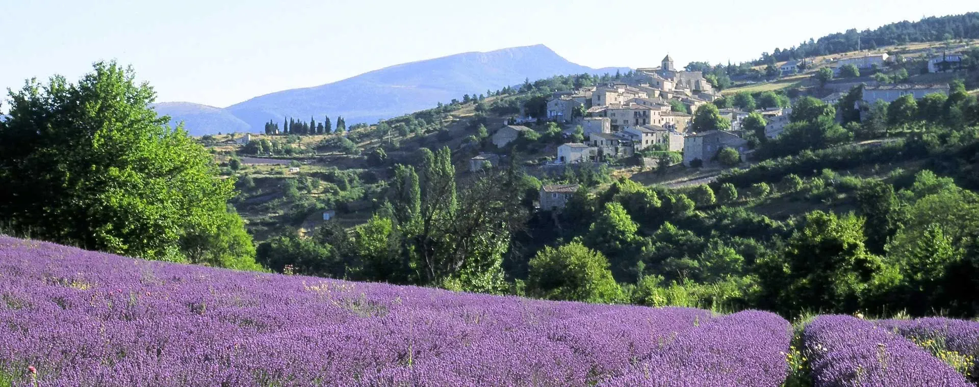 Lavandes Baronnies - France