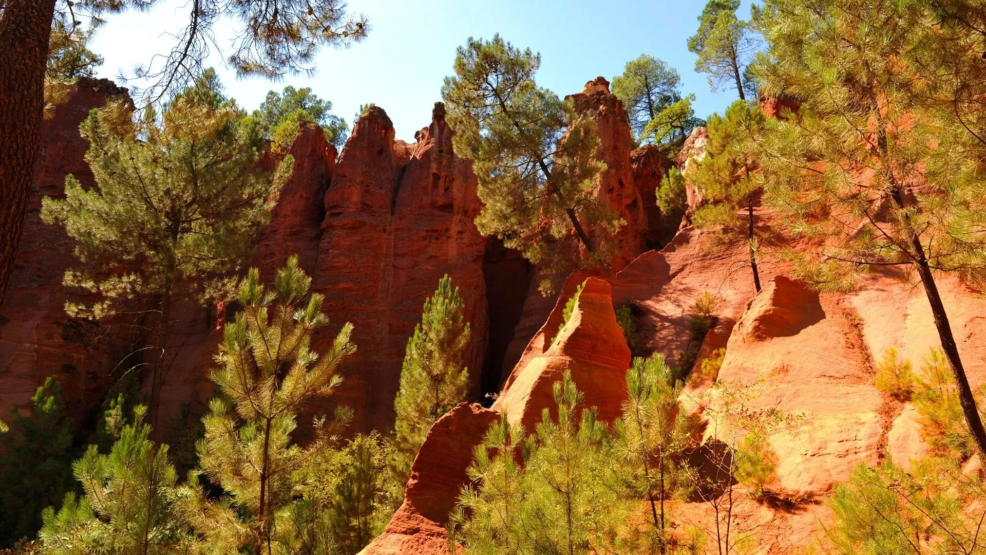 Champs de lavande dans le Luberon - Provence - France