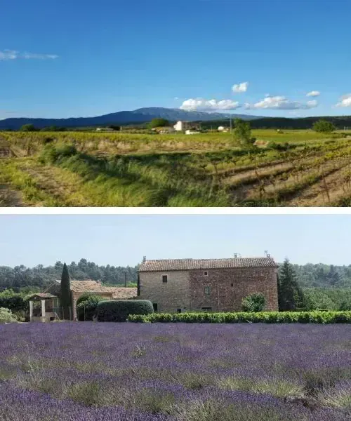 Le Geant De Et Un Champ De Lavande - Provence