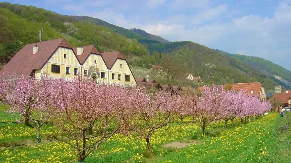 Les Abricotiers De Wachau - Allemagne