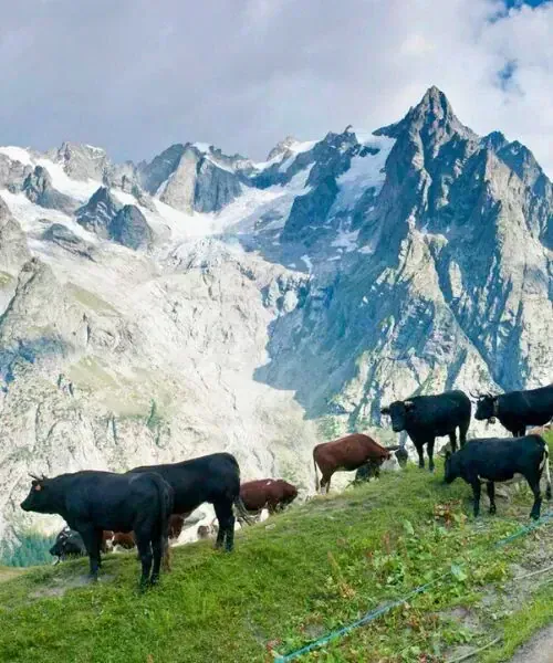 Les vaches d'Hérens ©Christian Martelet