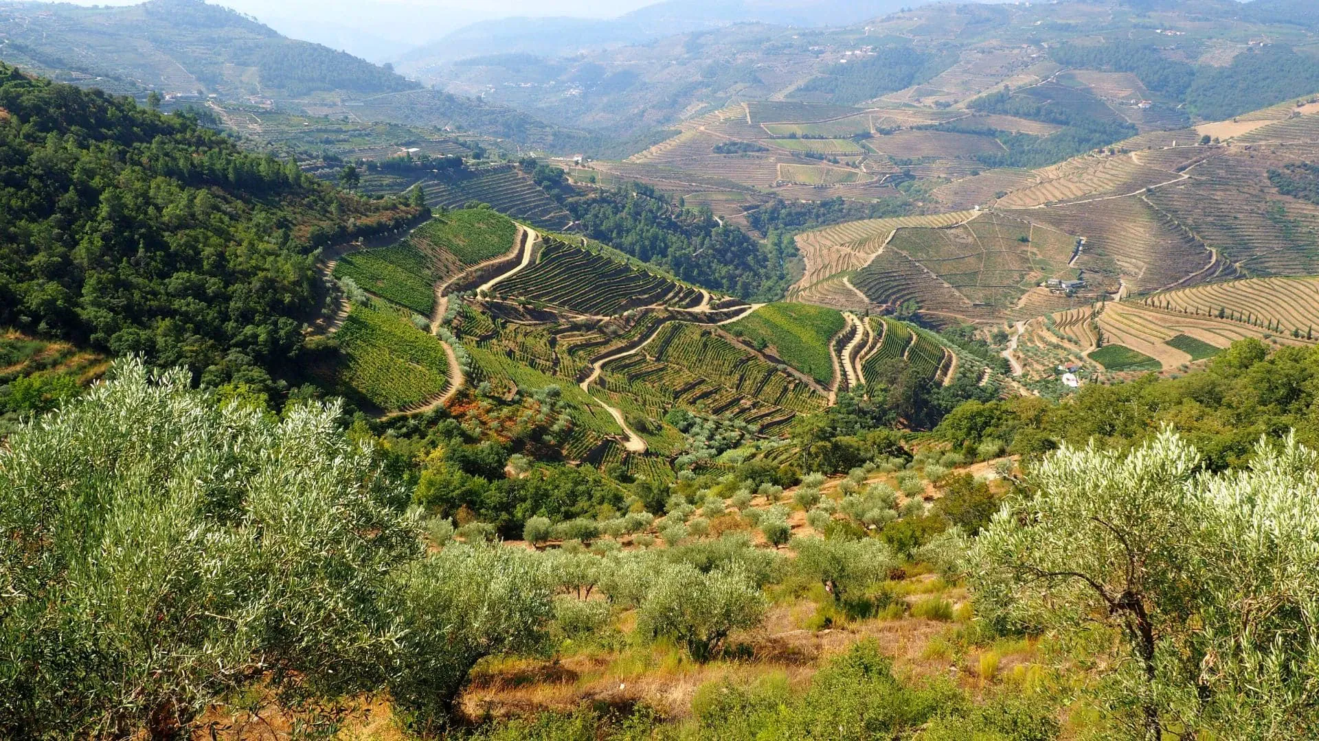 Les Vignobles Du Douro C David Praire - Portugal © David Praire