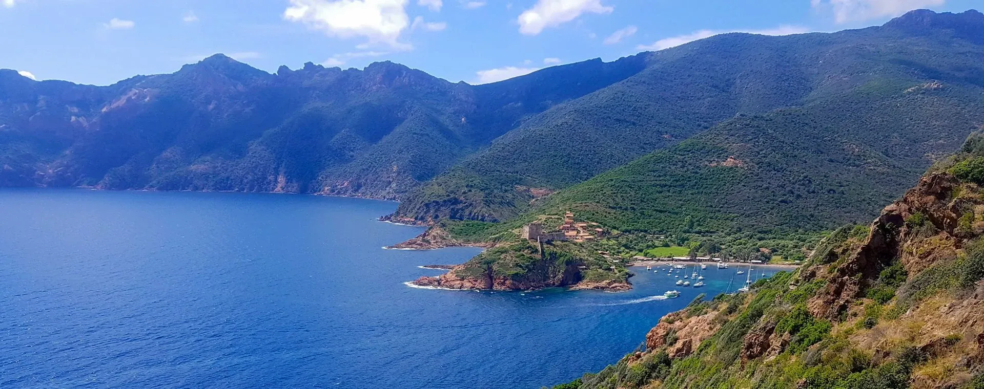 Goélands bruns sur les rochers - Îles Anglo-Normandes