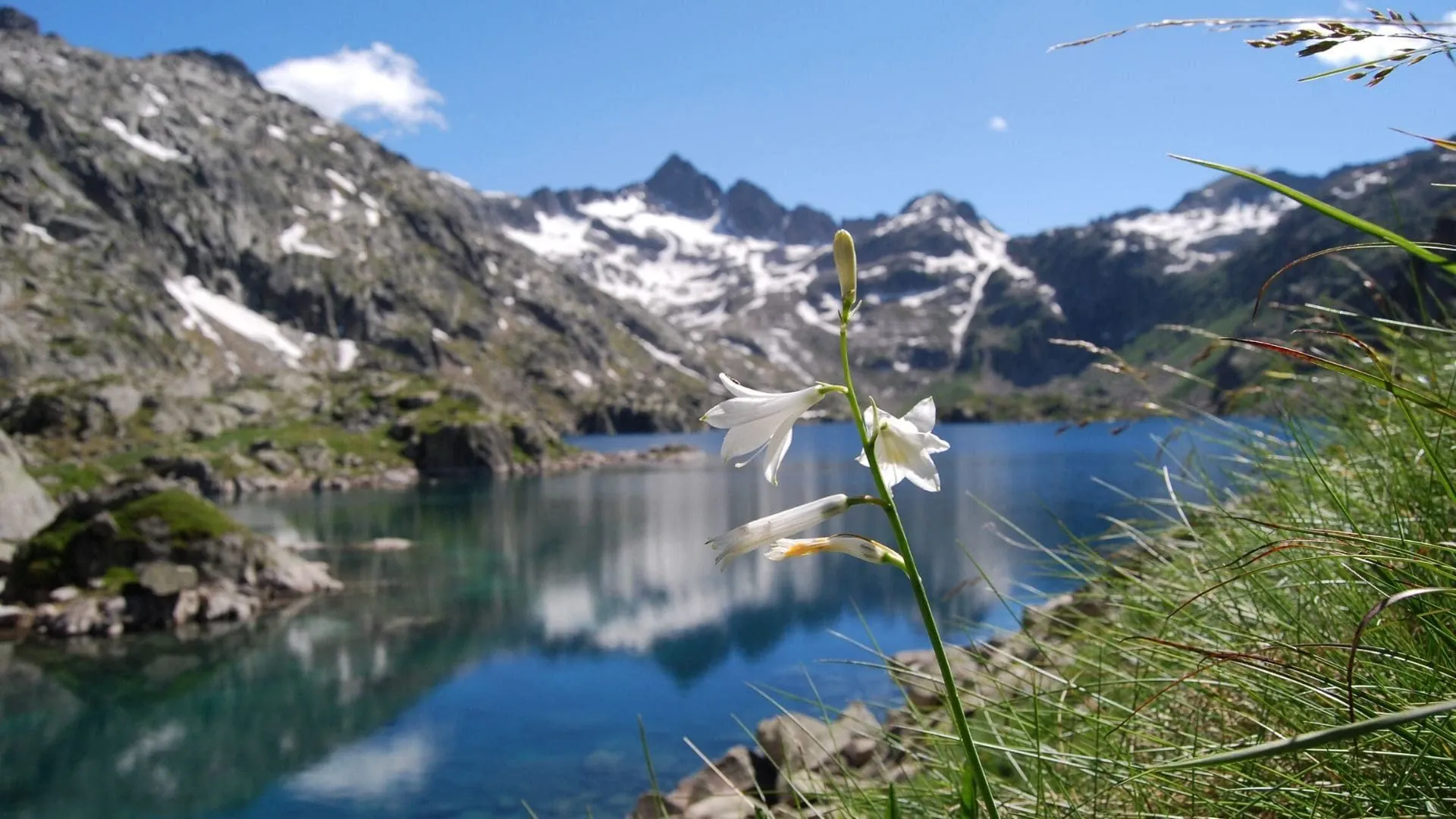 Lis De Saint Bruno - Espagne