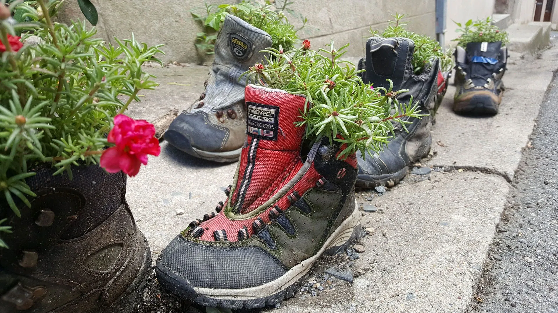 Livinhac Fleurs Sdelaunay - France