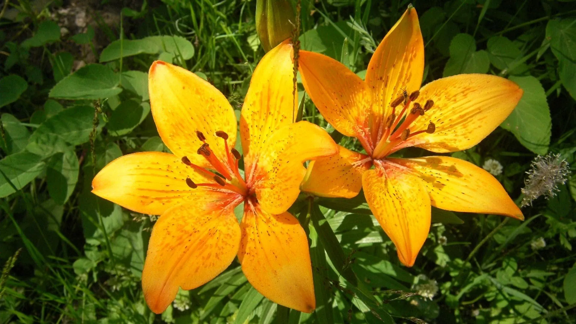 Lys Orange C Pascale Gaude - France © Pascale Gaude