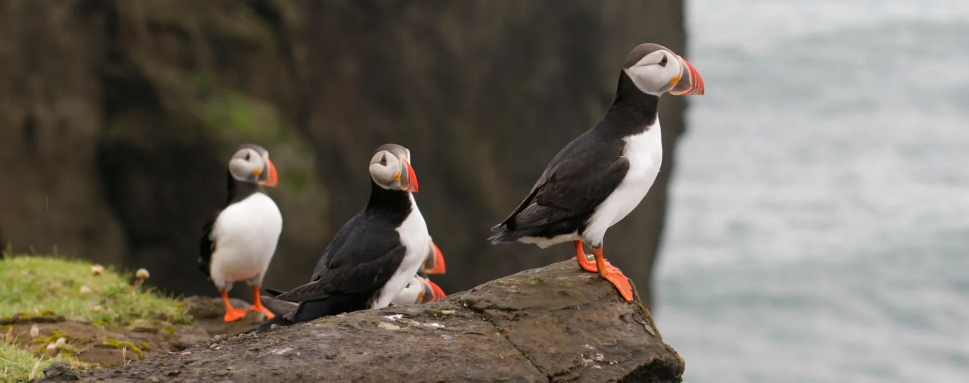 Macareux Moines Peninsule Dyrholaey Islande - Islande