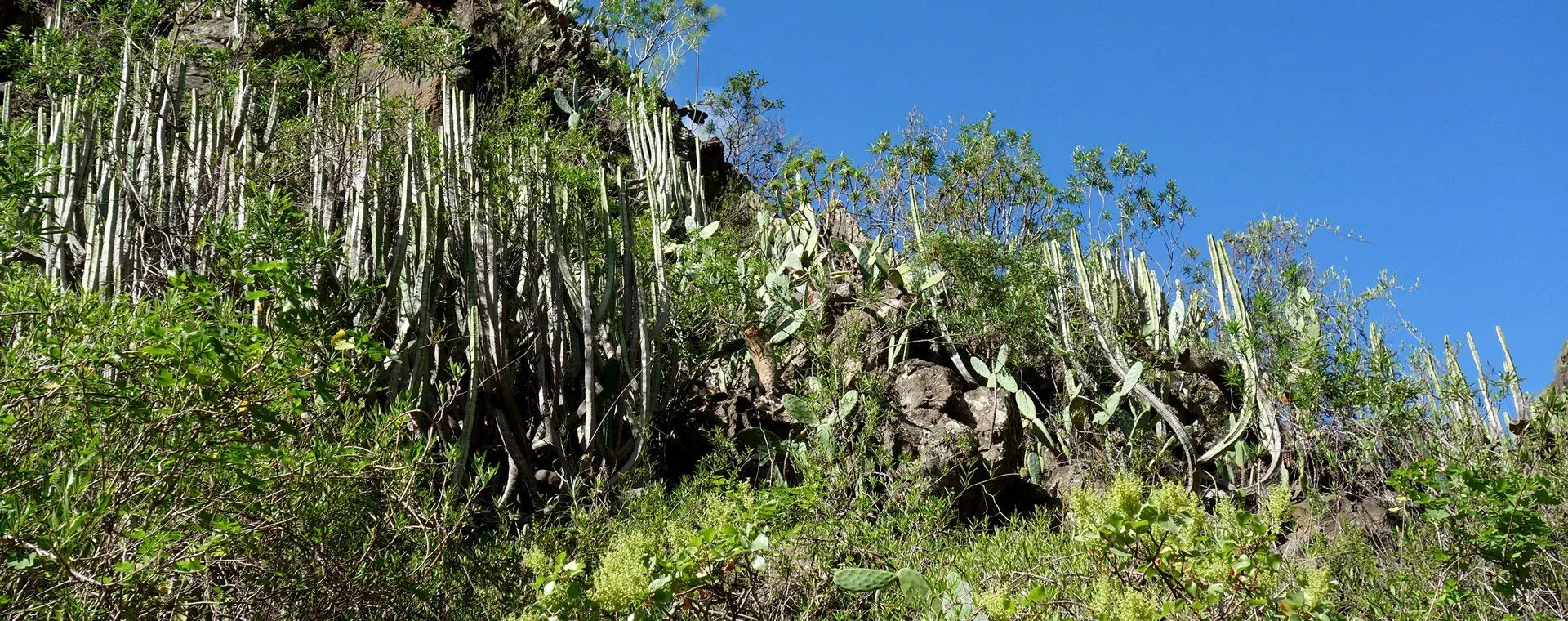 Cabine twin du Magnifique II - Hollande - Pays-Bas