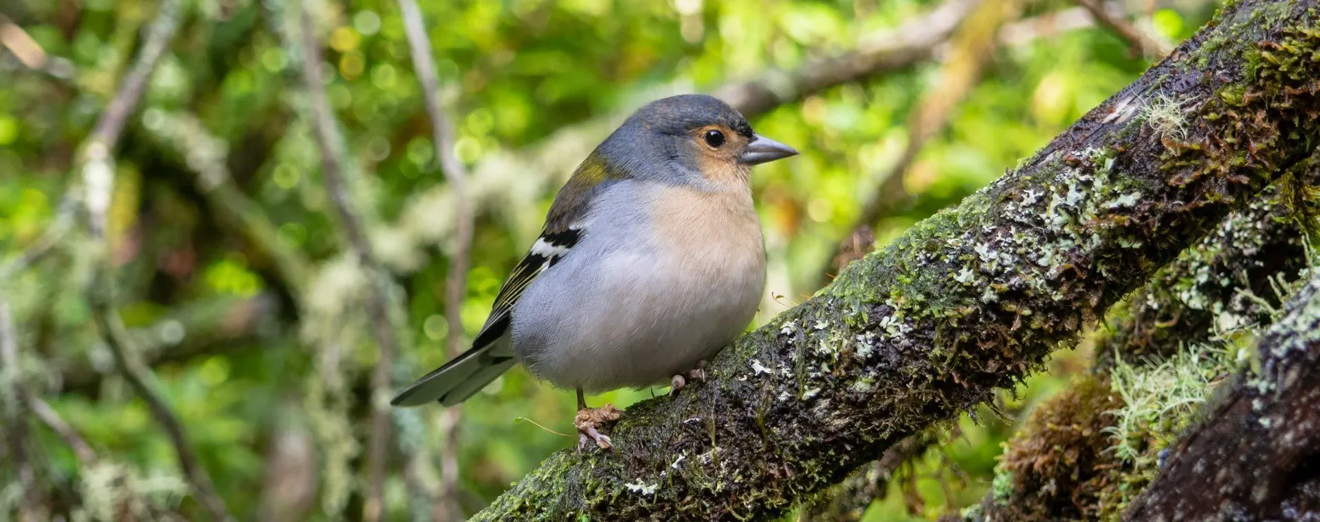 Bouquetin male sur les Hauts Plateaux - Vercors - France © Timothe Bourdilleau