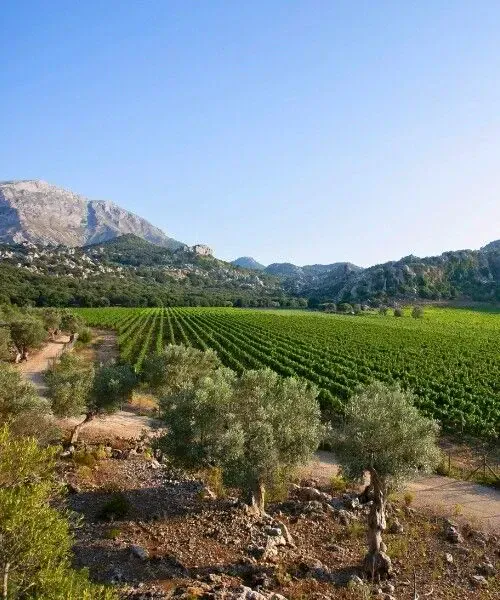 Campagne de Majorque et ses vignobles
