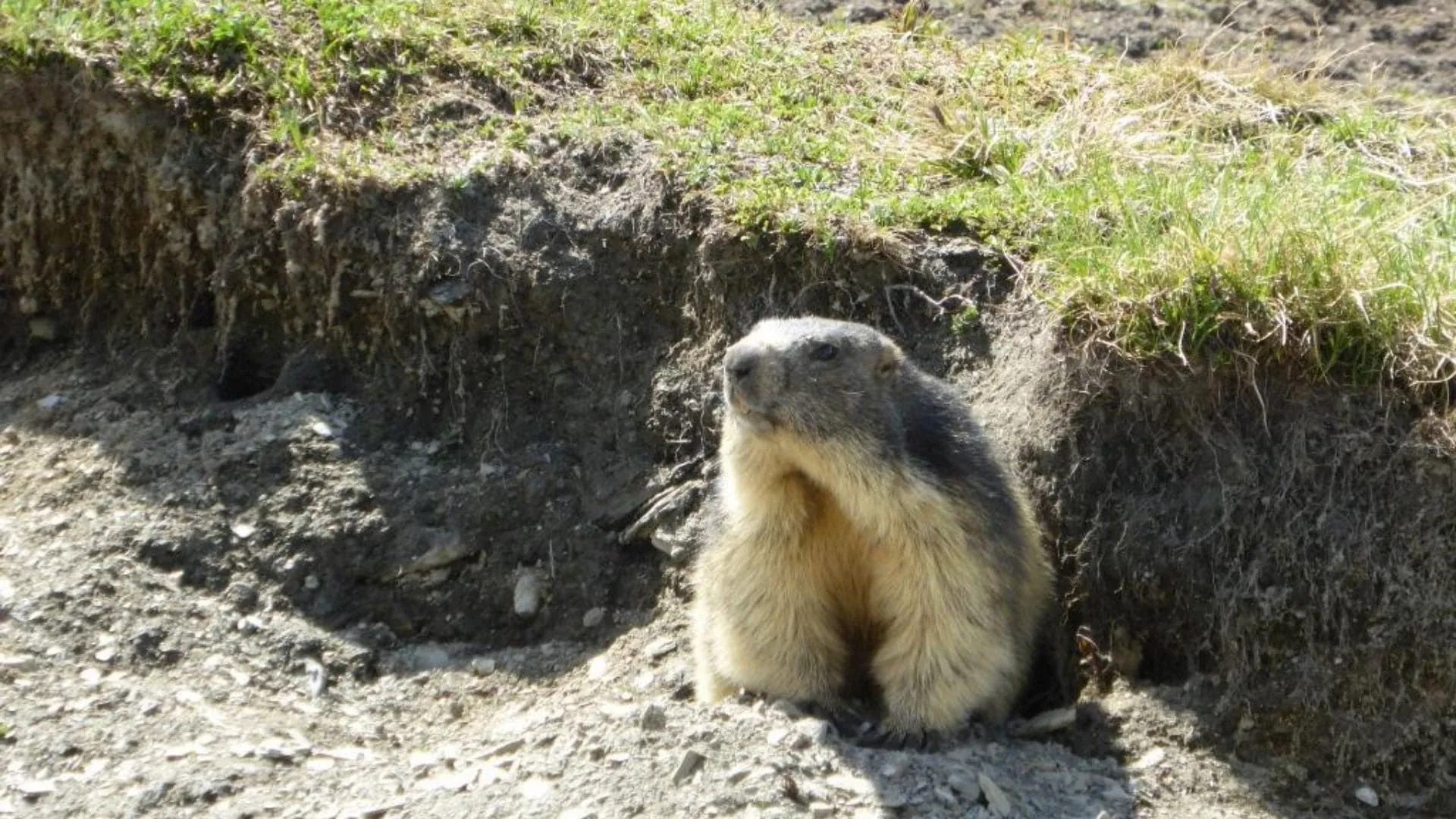 Marmotte Altitude Mont Blanc - France