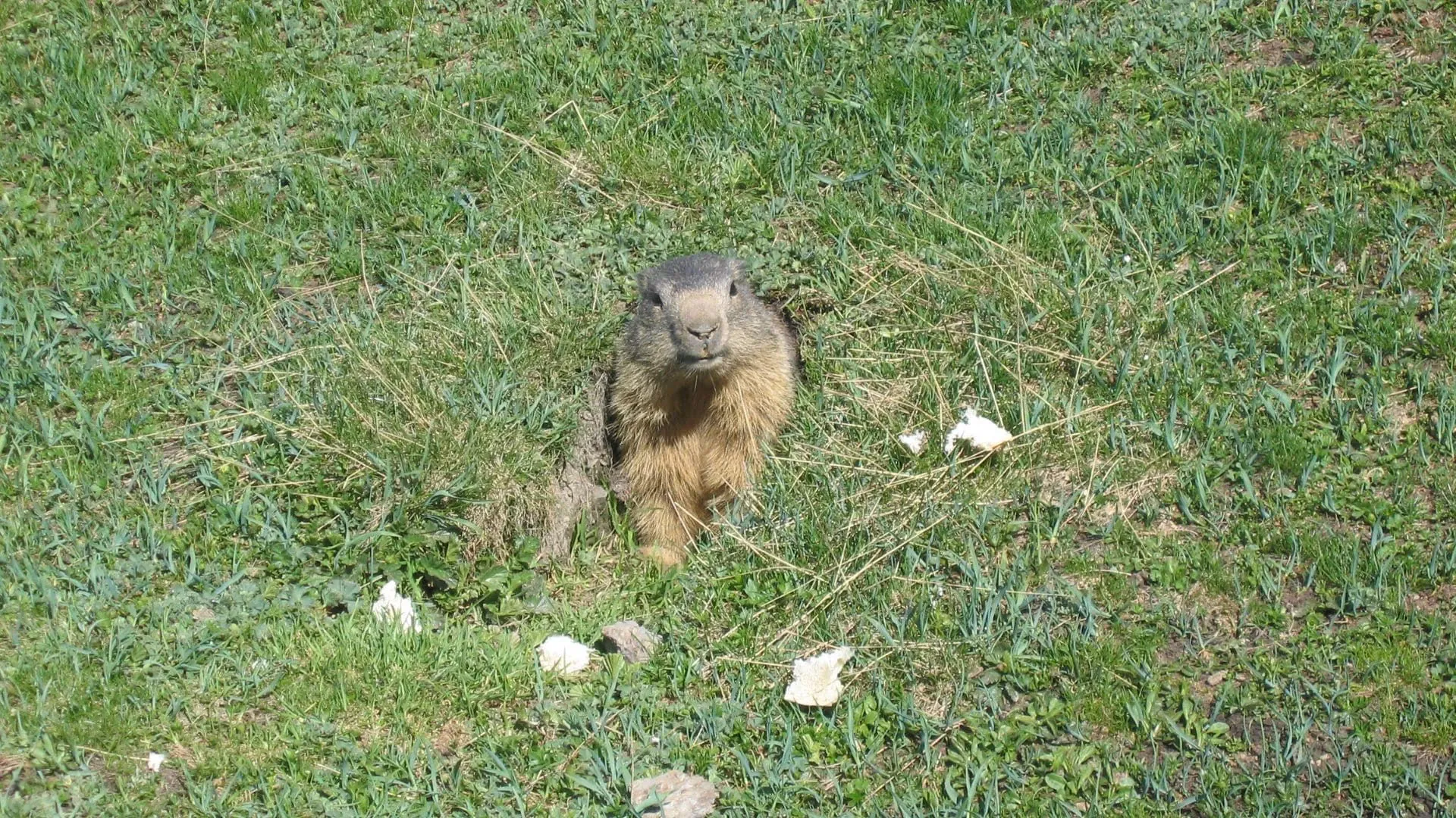 Marmotte C David Praire - France © David Praire
