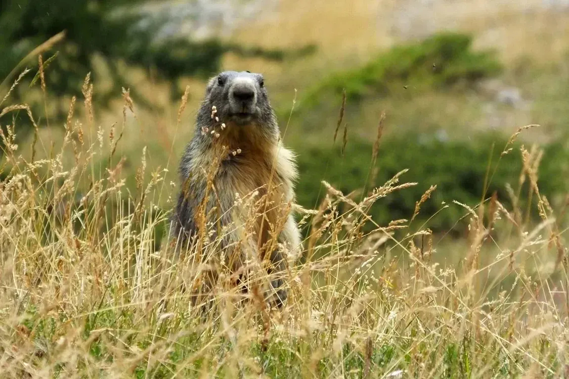 Marmotte Cmarc Laurans Min - France