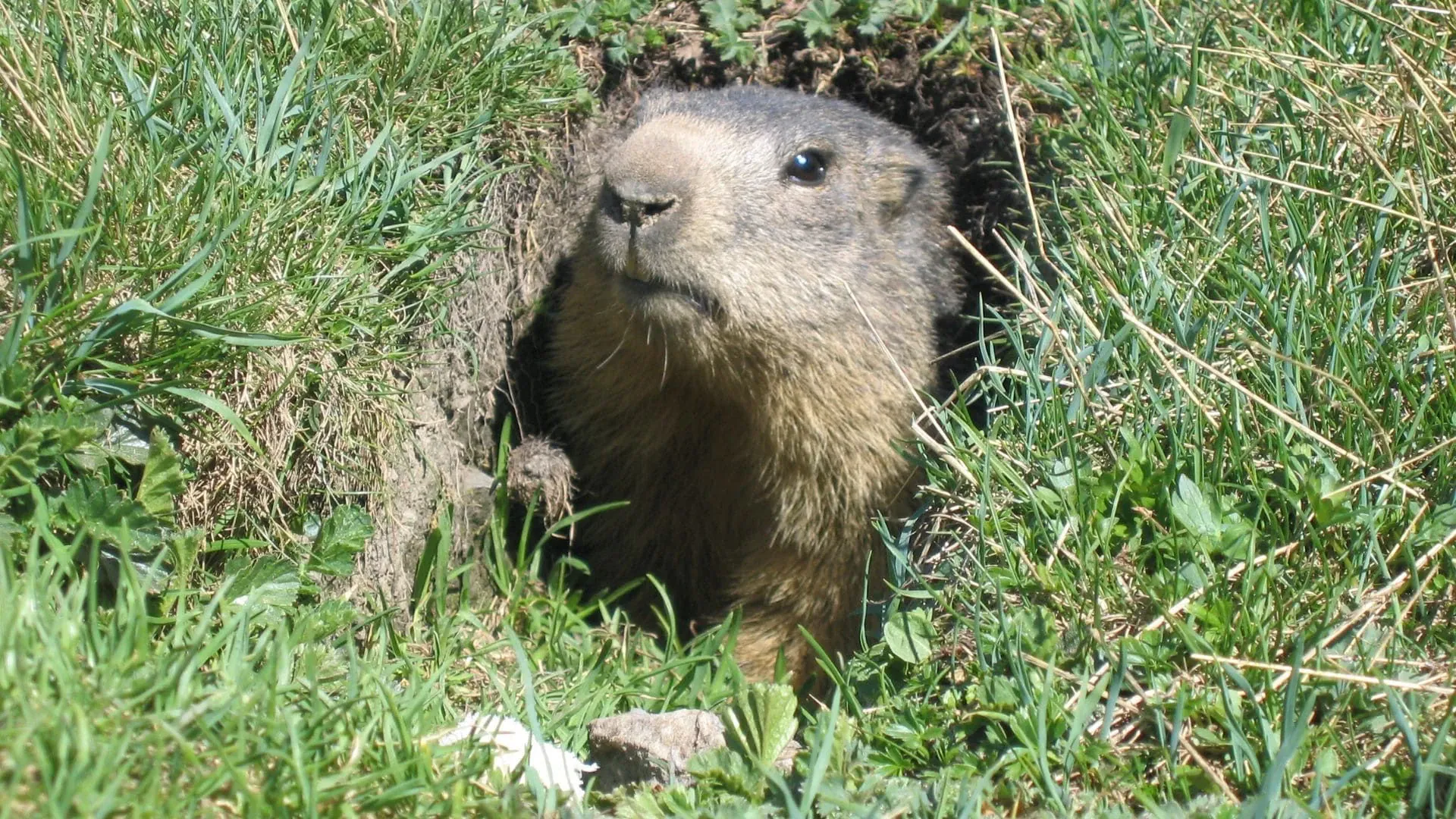 Marmotte Curieuse C David Praire - France © David Praire