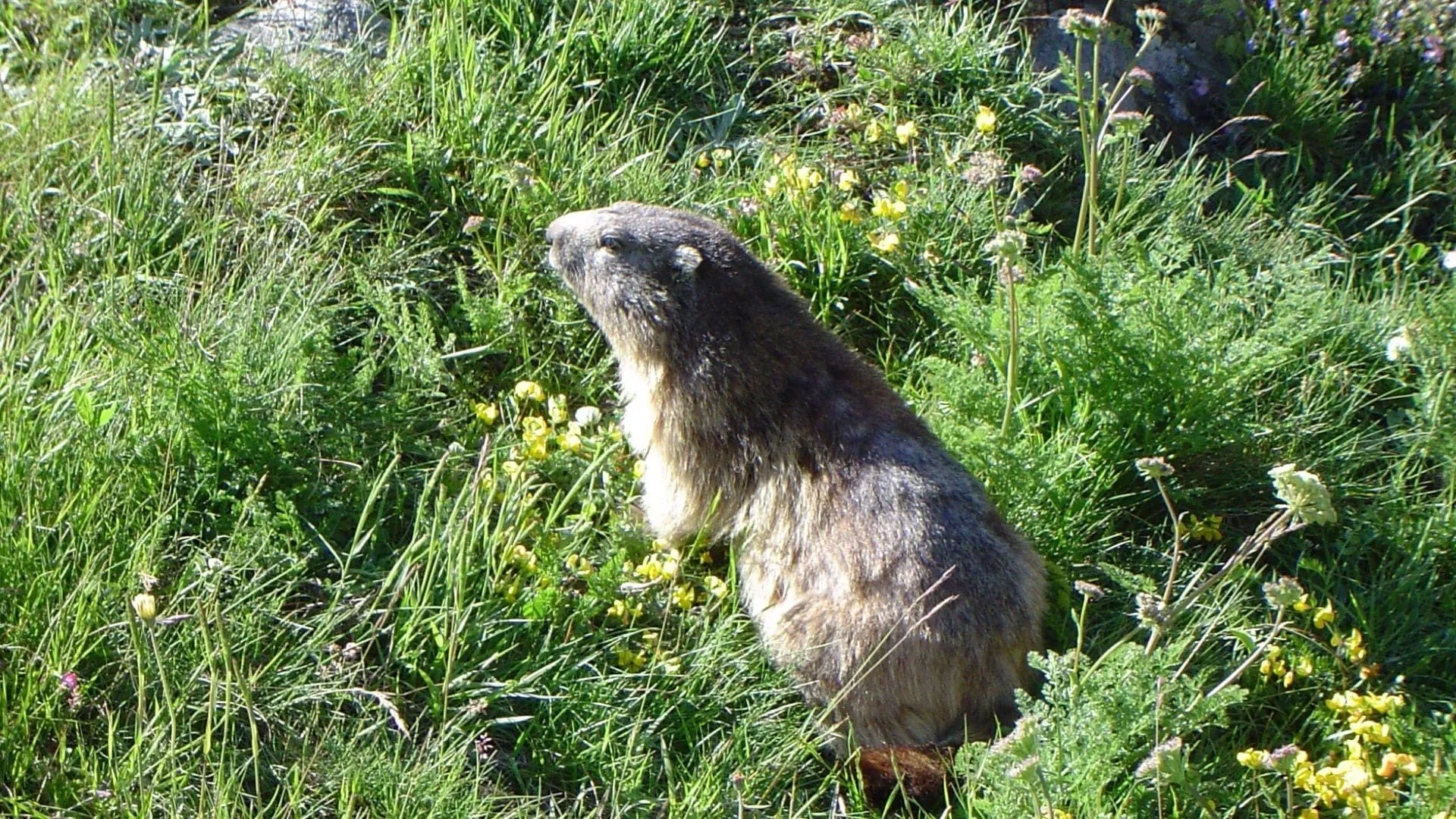 Marmotte Grand Paradis C Pierre Paillat - Italie © Pierre Paillat