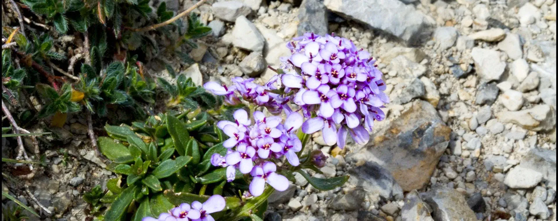 Massif Monges - France - massif-monges-france-3