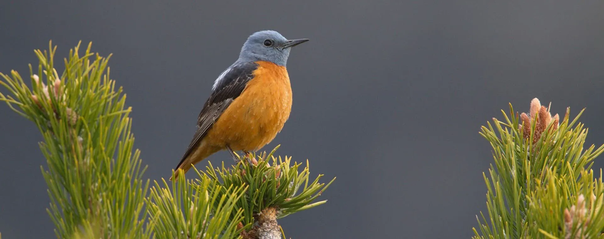 Massif Monges - France - massif-monges-france-5