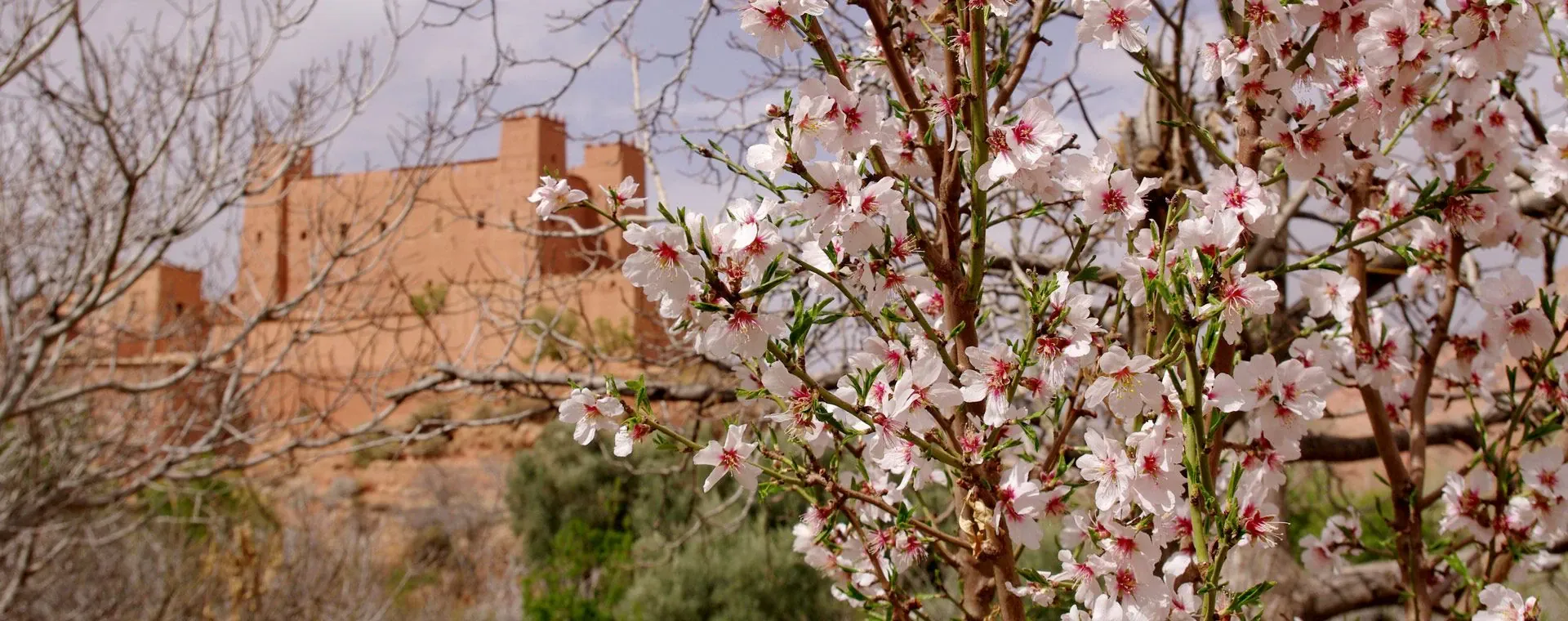 Arbre de mai en Forêt-Noire - Forêt-Noire - Allemagne