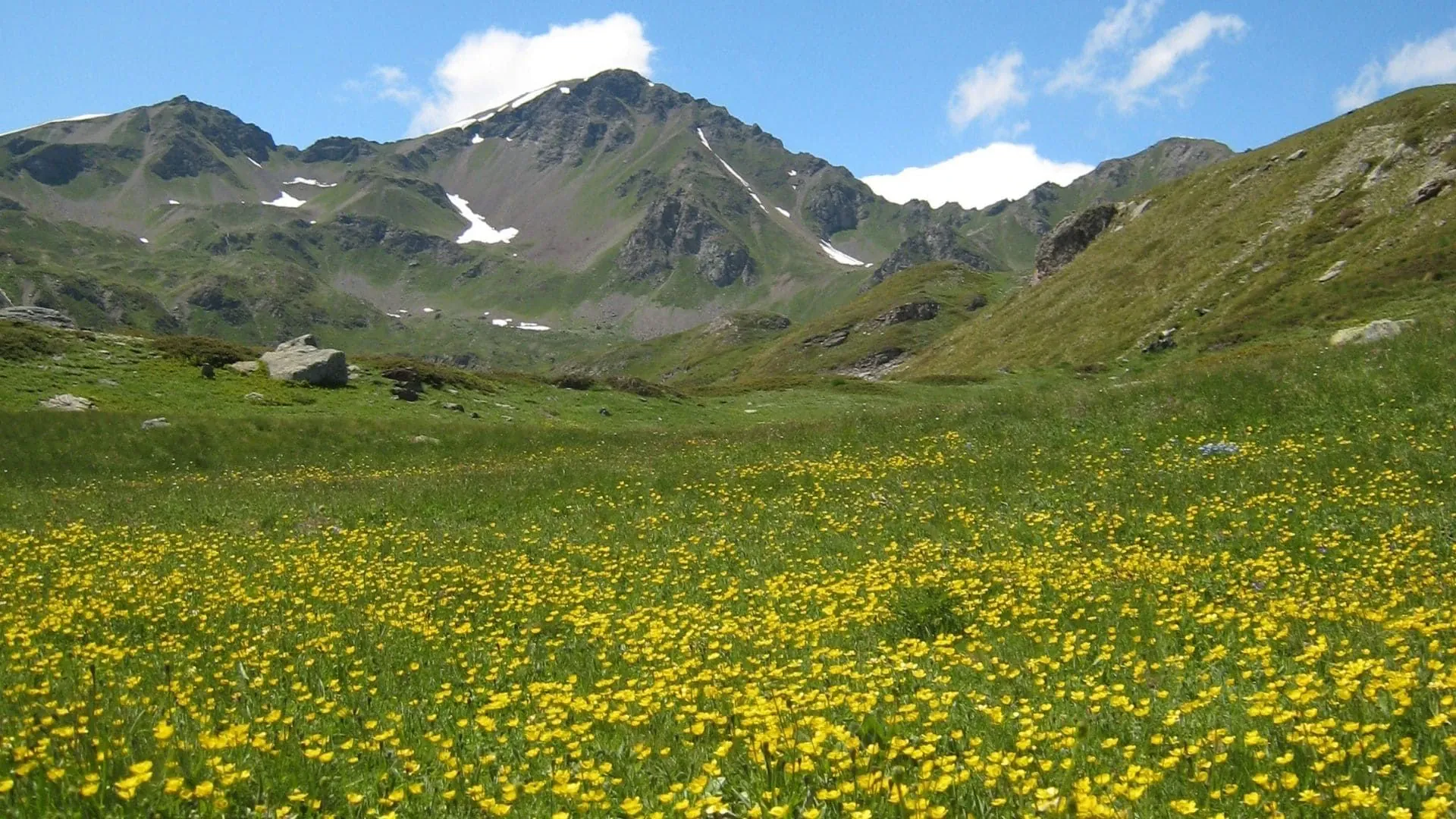 Prairie Fleurie En Montagne Dans Le Grand Paradis Francois Ribard - Italie