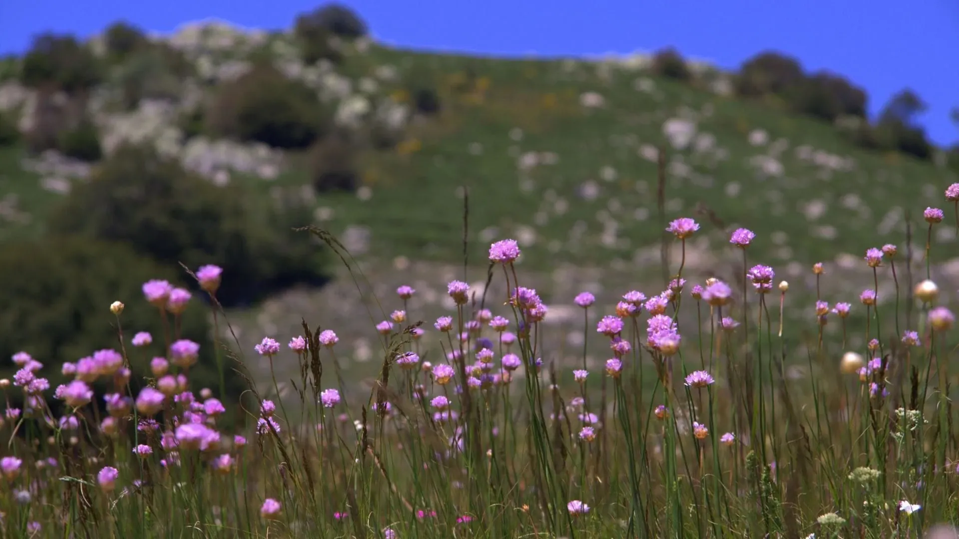 Mont Lozere - France