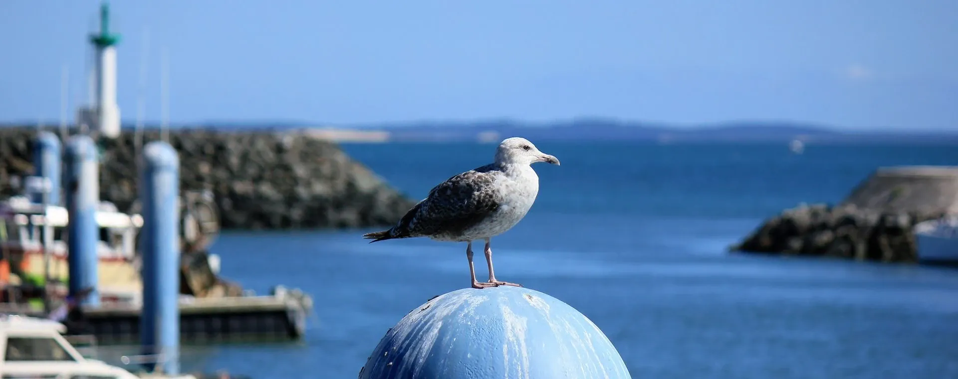 Mouette Port La Cotiniere Ile Oleron - France
