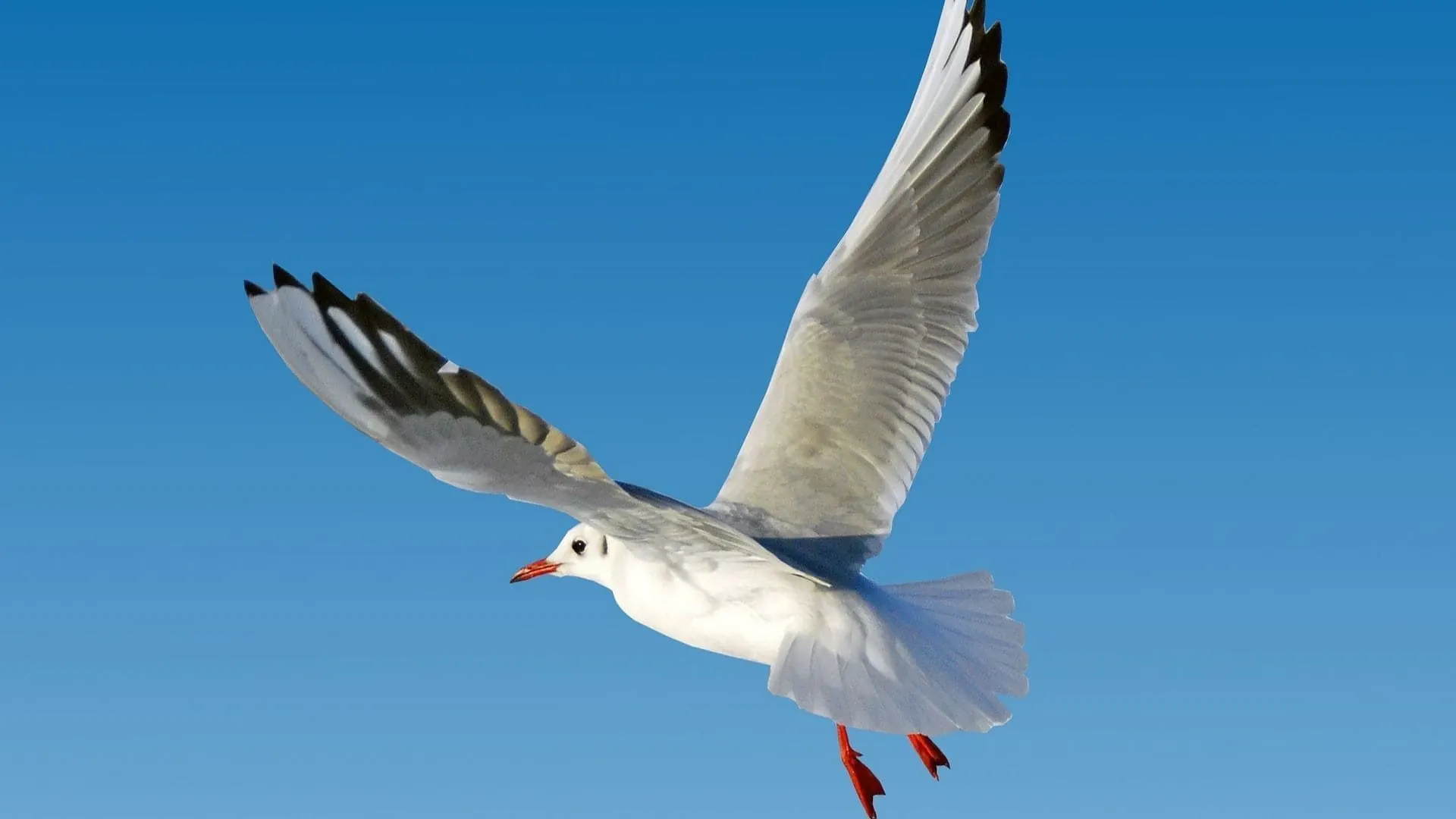 Mouette Mer Baltique - Allemagne