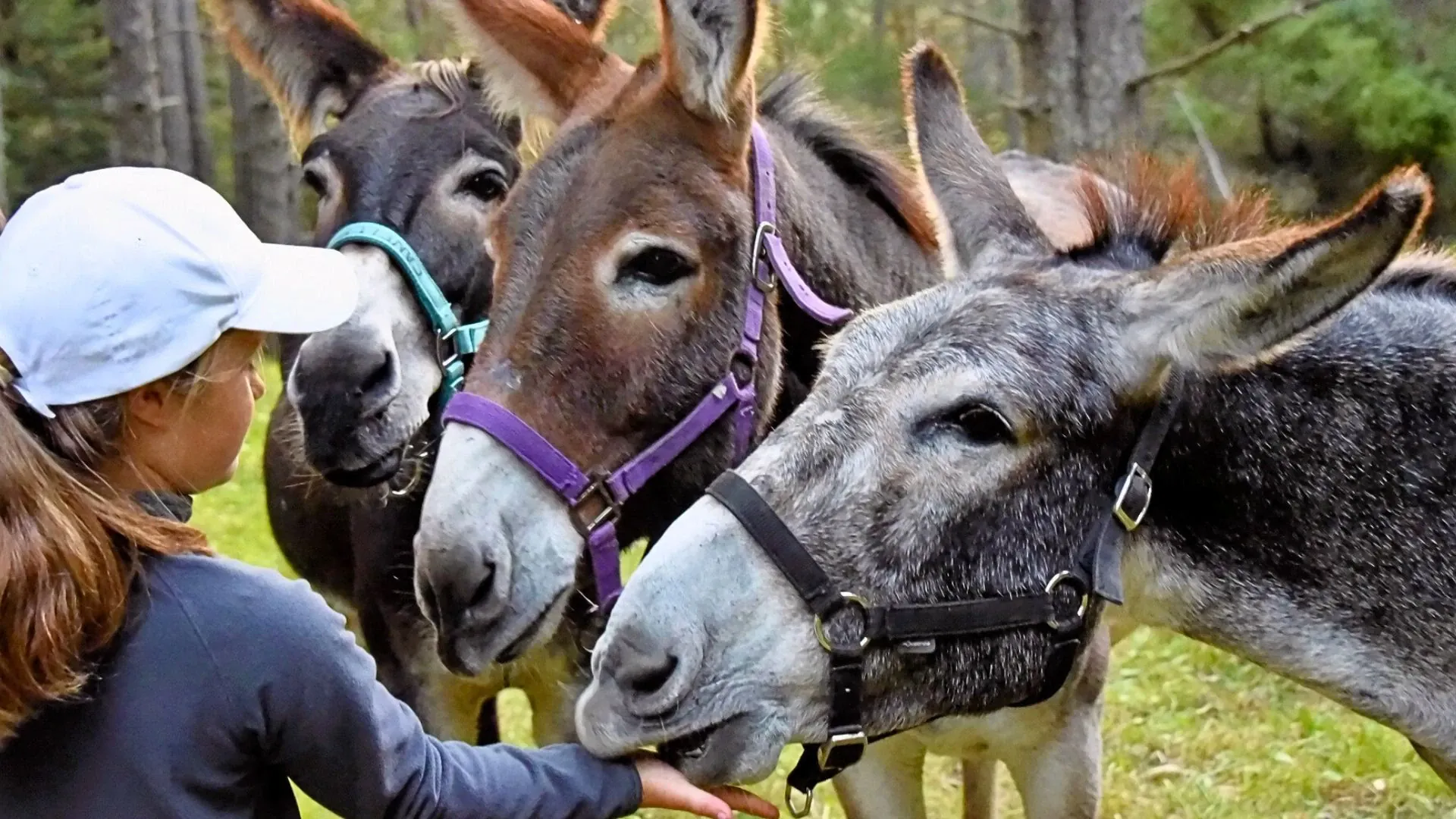 Festival de musique en montagne - Europe