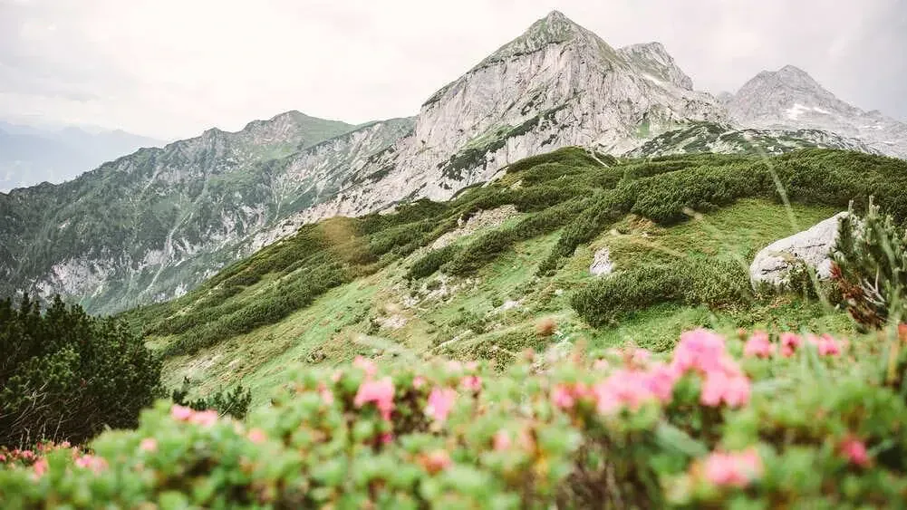 Montagnes Et Fleurs Dans Le Dachstein - Autriche
