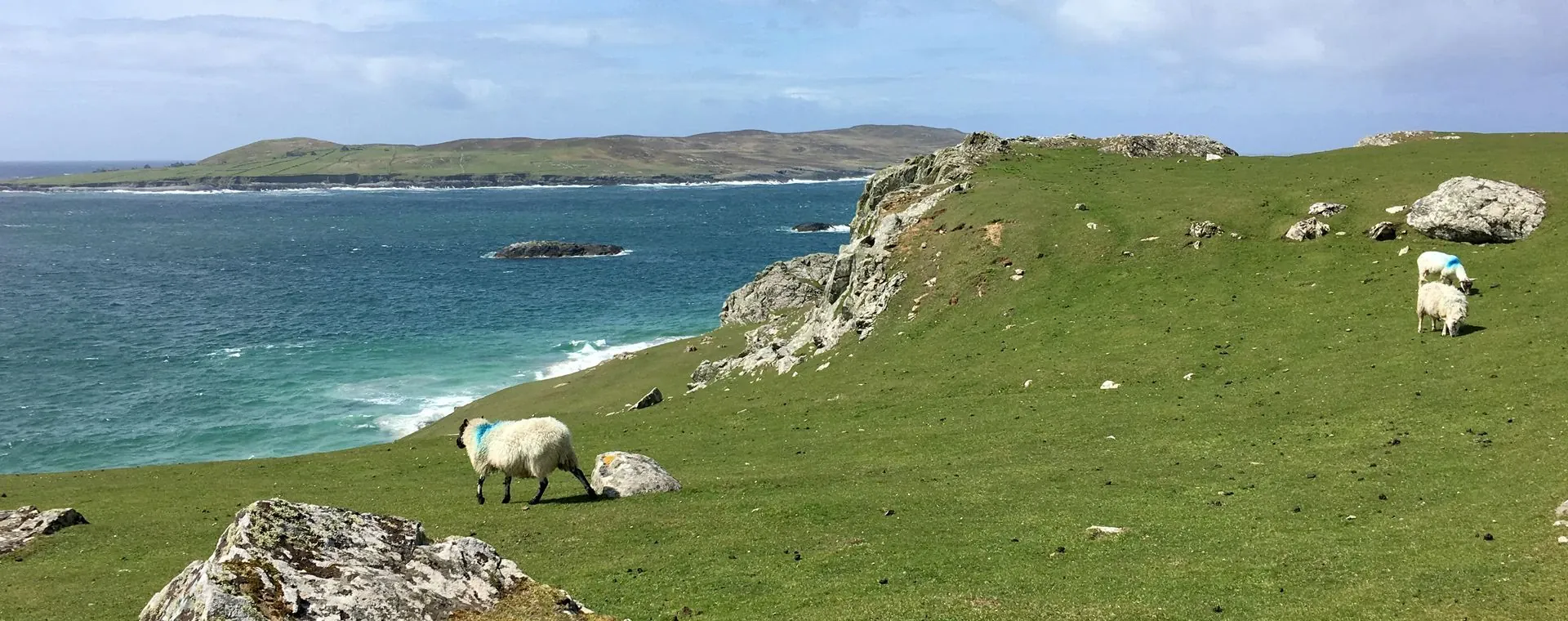 Moutons Bord Mer Irlande - Irlande