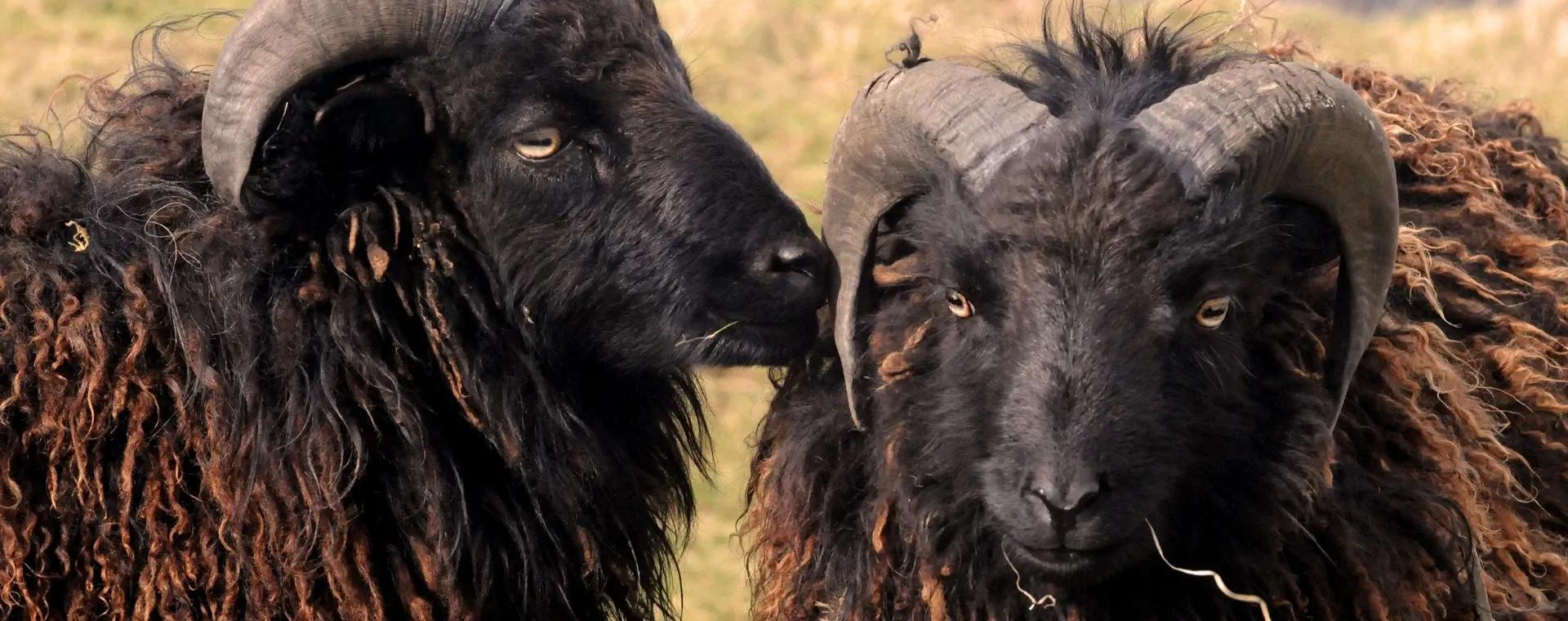Moutons Ouessant - France