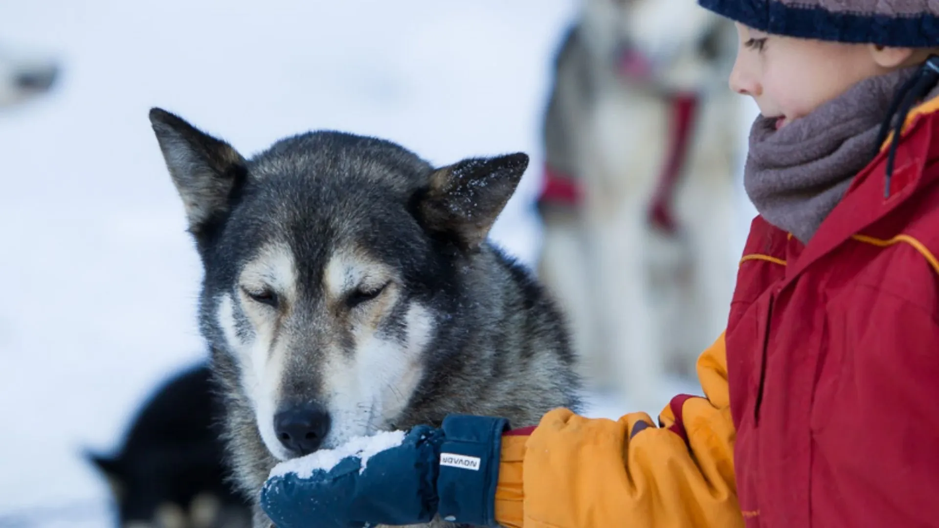 MS Prinzessin Katharina