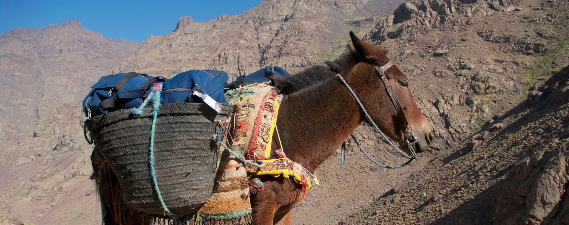 Mule Ascension Toubkal - Maroc